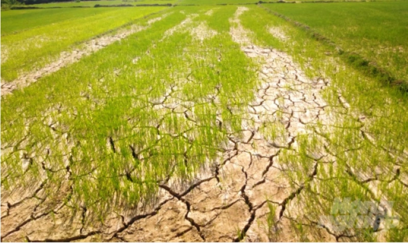 Thanh Hóa chủ động ứng phó với hạn hán, thiếu nước, xâm nhập mặn trong bối cảnh biến đổi khí hậu